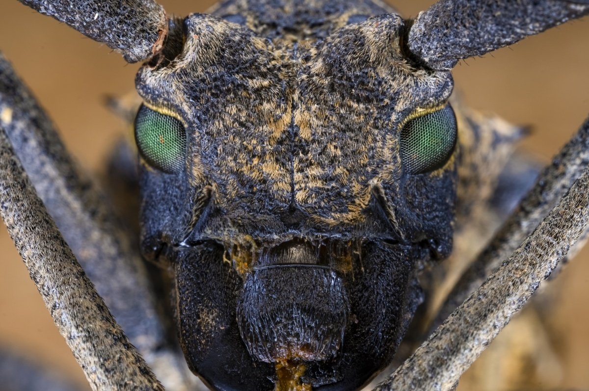 Об'єктив Laowa 65mm f/2.8 2X Ultra-Macro APO Canon EF-M